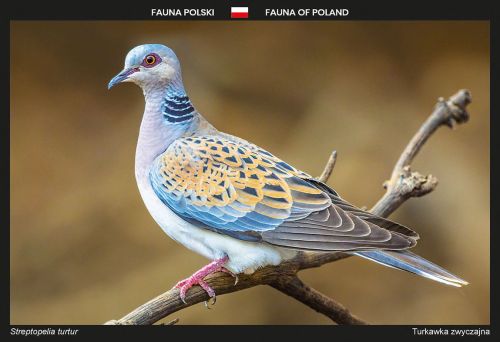 Fauna of Poland: European turtle dove