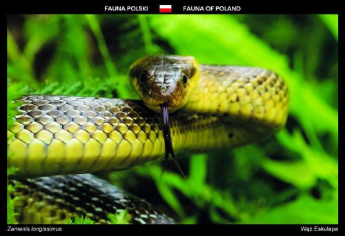Fauna of Poland: Aesculapian snake