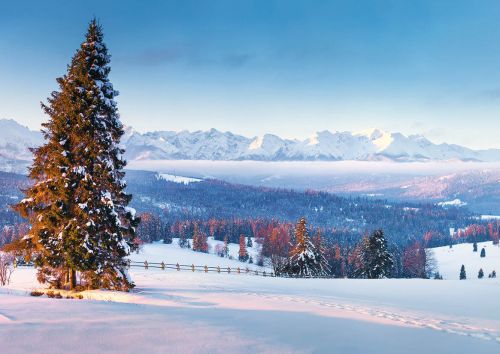 Winter wonderland