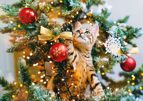 Cat on a Christmas tree branch