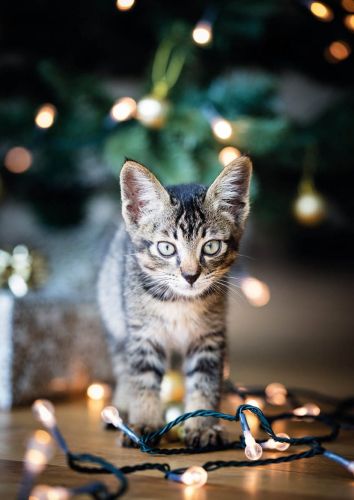 Cat and Christmas lights