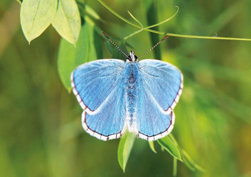 Adonis blue