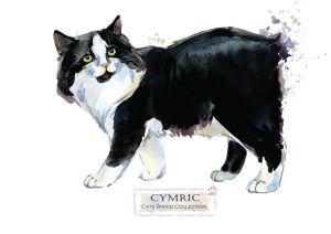 Cat breeds: Cymric