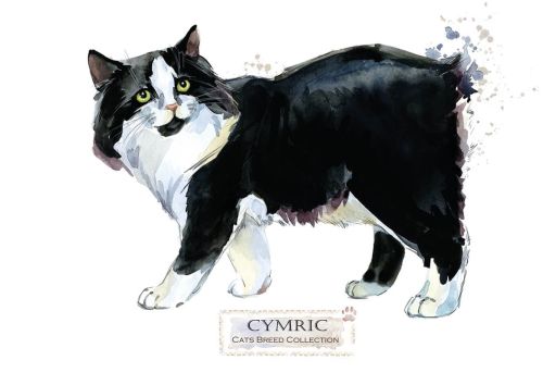 Cat breeds: Cymric