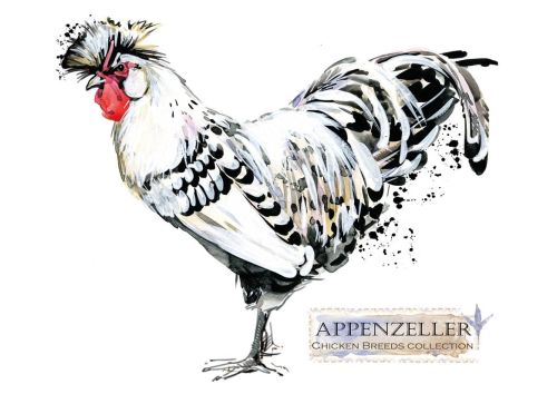 Chicken breeds: Appenzeller