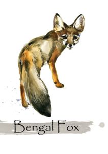 Bengal Fox