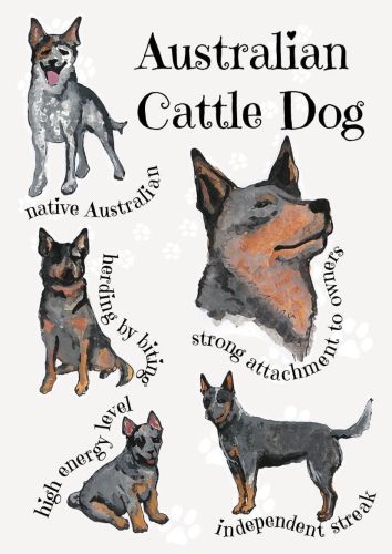 Dog Breeds - Australian Cattle Dog