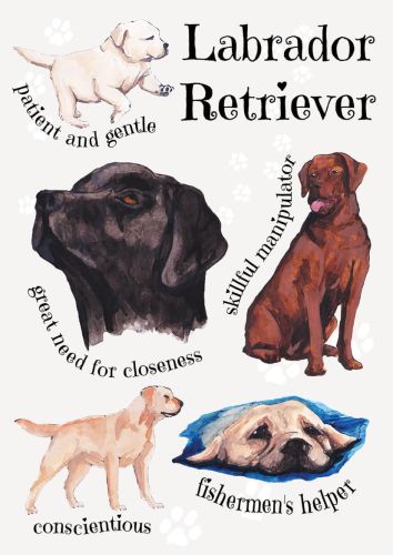 Dog Breeds - Labrador Retriever