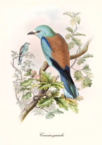 European roller