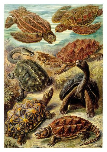 Turtles
