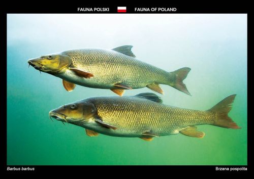 Fauna of Poland: Common barbel