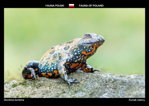 Fauna of Poland: European fire-bellied toad