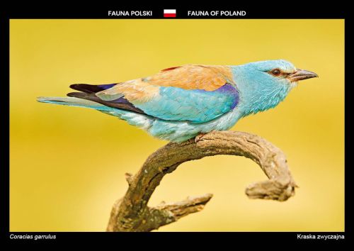 Fauna of Poland: European roller