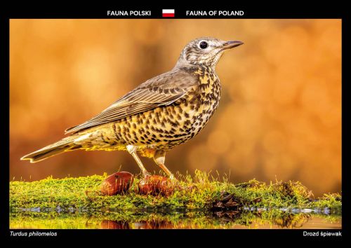 Fauna of Poland: Song thrush