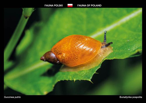 Fauna of Poland: Succinea putris
