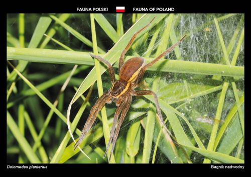 Fauna of Poland: Great raft spider