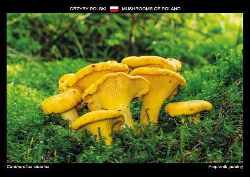 Mushrooms of Poland: Chanterelle