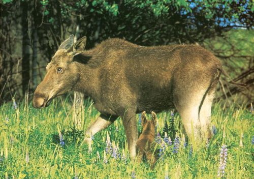 Moose