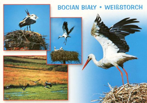 White stork