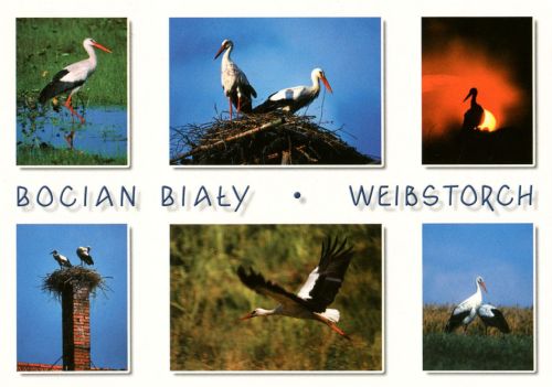 White stork