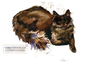 Cat breeds: York Chocolate