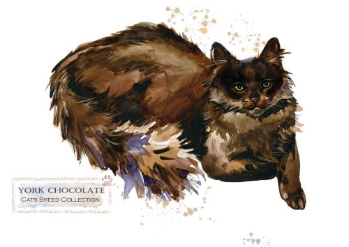 Cat breeds: York Chocolate