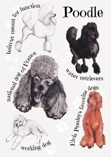 Dog Breeds - Poodle