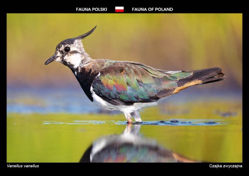Fauna of Poland: Northern lapwing