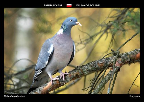 Fauna of Poland: Common wood pigeon