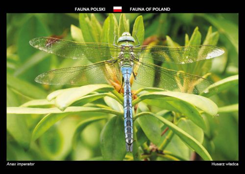 Fauna of Poland: Emperor dragonfly