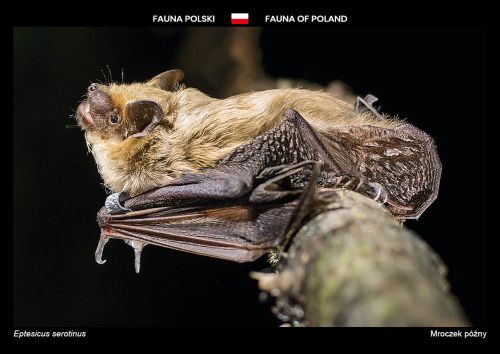 Fauna of Poland: Serotine bat