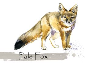 Outlet - Pale Fox