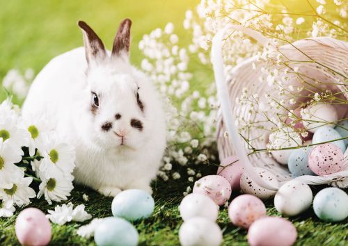 Easter Bunny