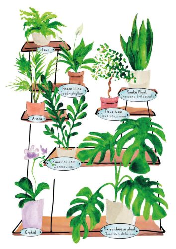 Potted Plants