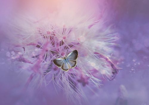 Butterfly on dandelion
