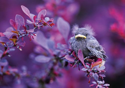 Common blackbird