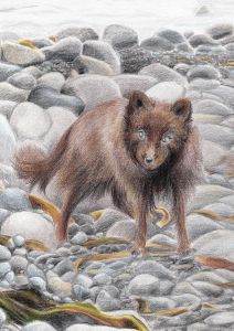 Bering Islands Artic fox