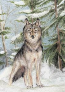 Wolf