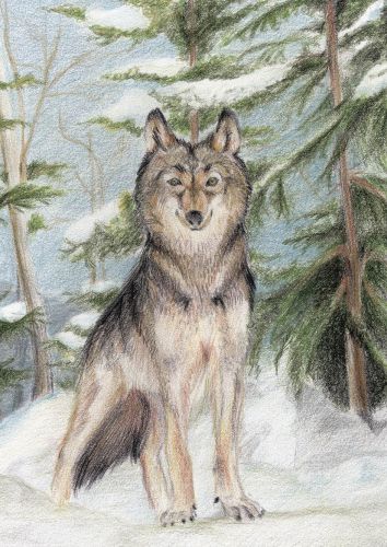 Wolf