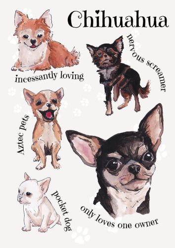 Dog Breeds - Chihuahua