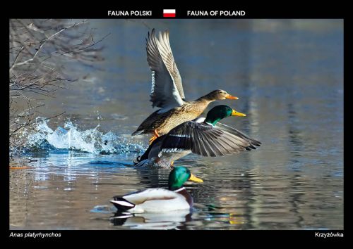 Fauna of Poland: Mallard