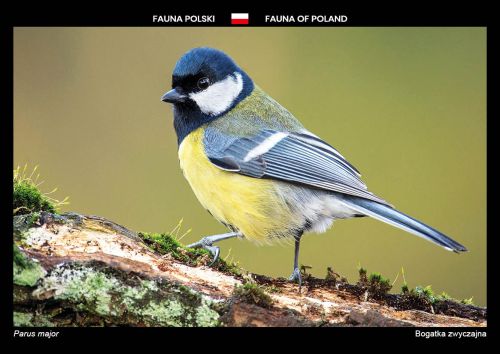Fauna of Poland: Great tit