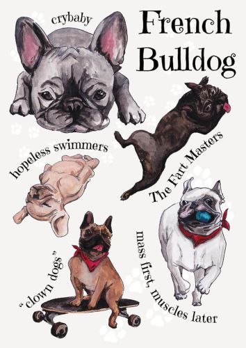 Dog breeds - French Bulldog