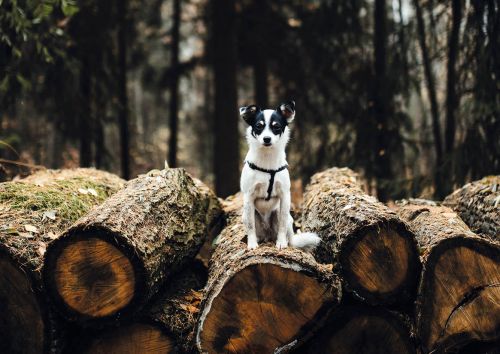Dog in the forest