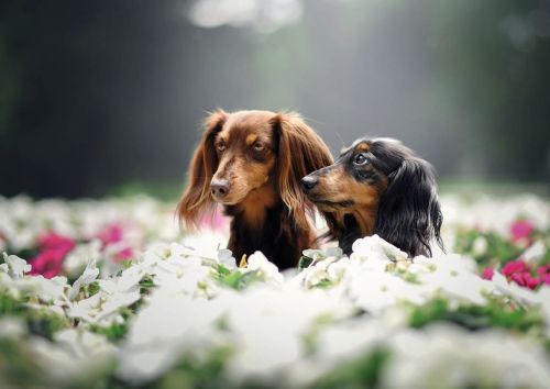 Dachshunds in the flowers