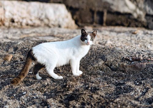 Cat from Sorrento, Italy
