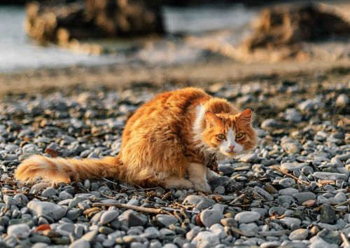 Cat from Sorrento, Italy