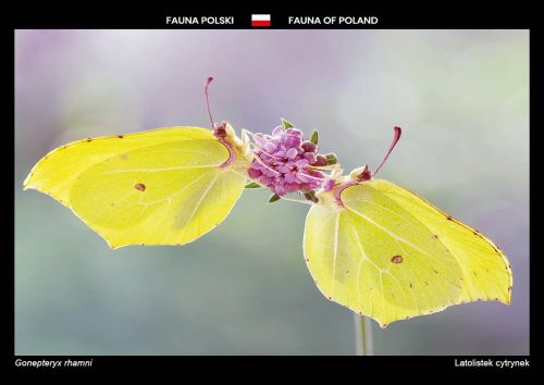 Fauna of Poland: Common brimstone