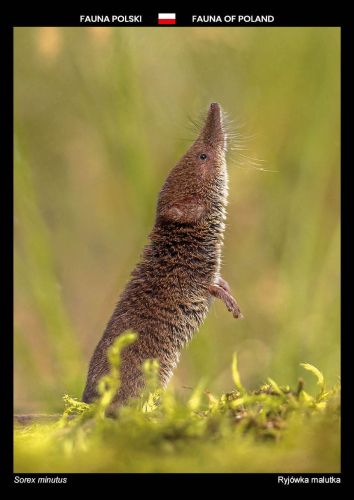 Fauna of Poland: Eurasian pygmy shrew