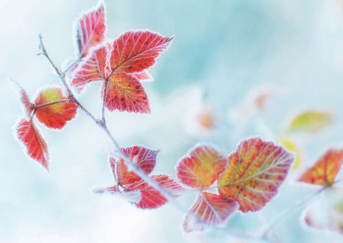 Frosty leaves